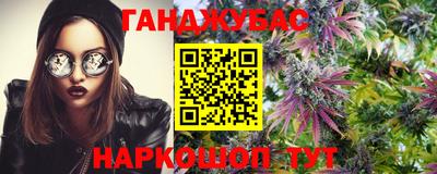 сатива Гай